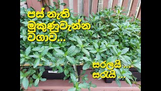 පස් නැති මුකුණුවැන්න වගාව  නිර්පාංශු වගාව  Hydroponic Mukunuwenna [upl. by Busch]