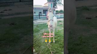 क्यूट चेतक song punjabisong horse devotionalsongs horselover shorttrending reelviral reel 🥰🥰 [upl. by Wyon]