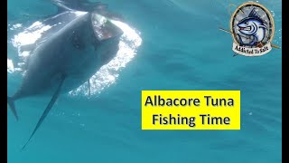 Albacore Tuna Fishing Ep624 [upl. by Honey434]