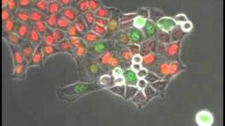 Colorimetric visualization of the cell cycle [upl. by Atidnan235]