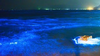 錦江湾に青く光る夜光虫 Noctiluca scintillans in Kagoshima Bay [upl. by Niad847]