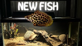 Who ate my plants LEOPARD BUSHFISHCtenopoma acutirostre20 gallon long update [upl. by Nomad]