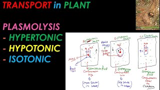 CLASS 11 I PLASMOLYSIS I HYPERTONIC HYPOTONIC ISOTONIC I RBCBiology [upl. by Ettenav]