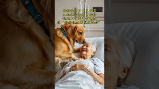 Grandma has not been home for many days The Golden Retriever was worried about coming to visit he [upl. by Ingaberg]