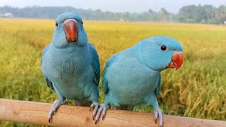 Blue Ringneck Baby Parrot Sounds [upl. by Farhsa]