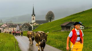 wonderful Swiss custom🇨🇭Cattle Drive to the Swiss Alps 🐮⛰️ cows walk through the Appenzellerland 🫶 [upl. by Primavera59]