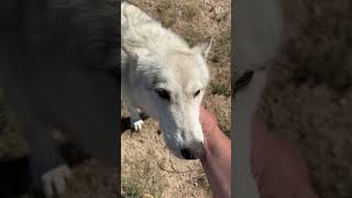 Colorado Wolves Need Your Help Today shorts shortsfeed shortsvideo shortvideo wolves wolf [upl. by Paulson457]