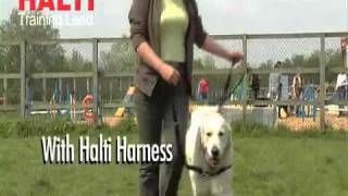 HALTI TRAINING LEAD Company of Animals [upl. by Oakie]