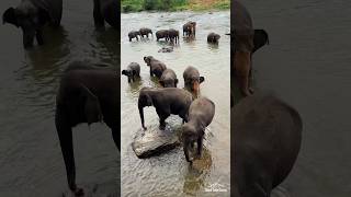 We Visited Sri Lanka’s Best Elephant Orphanage in Pinnawala from Negombo [upl. by Esma]