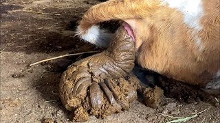 Cattle pooping compilation 牛拉粑粑合集 [upl. by Lussi]