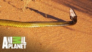 Taipan la cobra más venenosa de mundo Wild Frank Tras la evolución de las especies Animal Planet [upl. by Berriman]