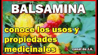 BALSAMINA conoce los usos y propiedades medicinales [upl. by Ahsimat412]