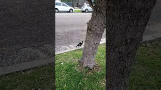 Australian Magpie Glad its not swooping season magpies youtubeshorts [upl. by Dahsraf]