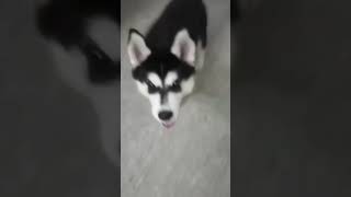 Cute Alysia 🐕❤️‍🔥shortshuskydogcute puppydoglover love entertainment viralbaby dog [upl. by Anined]