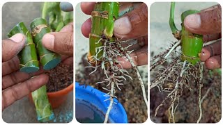 Multiply dieffenbachia plant from stem cutting100 successful method with update [upl. by Neyr88]