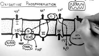 Cellular Respiration 5  Oxidative Phosphorylation [upl. by Antonella]