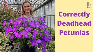 DEADHEADING PETUNIAS The Correct Way to Clean Petunias [upl. by Idnod]