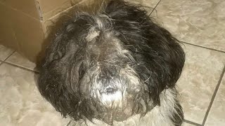 Grooming A Matted Dog Covered With Mud [upl. by Sofie]