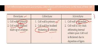 Differentiate between parenchyma collenchyma and sclerenchyma on the basis of their cell wall [upl. by Marchese420]