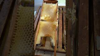 Frames with Wonky Comb amp Cross Comb beekeeping beekeeper beehive honey beeswax bees [upl. by Cochard]