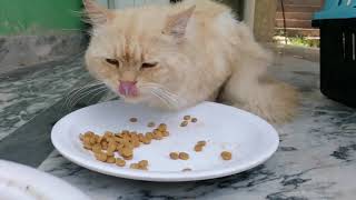 Cat Eating Food [upl. by Essilem]