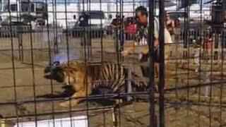 Tiger Attacks Drags Trainer GRAPHIC VIDEO [upl. by Sylirama298]