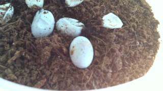 Alligator Lizards hatching [upl. by Curry205]