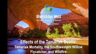 Effects of the Tamarisk Beetle Tamarisk Mortality the Southwestern Willow Flycatcher and Wildfire [upl. by Charity]