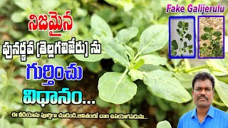 నిజమైన పునర్నవ తెల్లగలిజేరును గుర్తించు విధానంoriginal PunarnavaTellagalijeru In Telugu Videos [upl. by Britney]