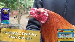 Bulutong Or Fowl pox  Chicken Treatment [upl. by Anirak]