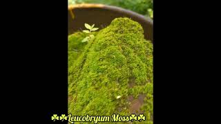 Leucobryum glaucum  Pincushion Moss 🍀🍀 Leucobryum Moss  Tansa Reserve Forest [upl. by Clemen733]