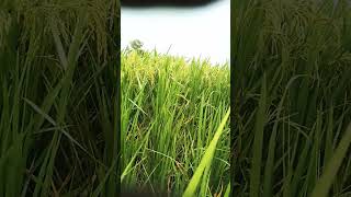 Sunara fasala mora 🌾🌾 song music love youtube shorts [upl. by Fesuoy44]