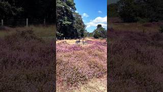 National Park The Veluwe zoom [upl. by Fattal273]