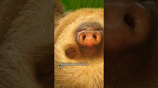 Why Sloths Grow Algae on Their Fur shorts [upl. by Nottage400]