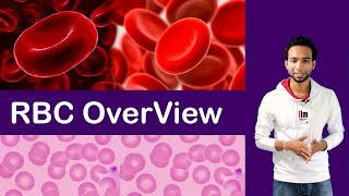 RBC Overview  Synthesis Structure Adaptation  Destruction [upl. by Drucie70]
