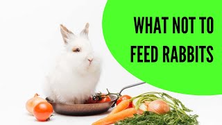 What Not to Feed Rabbits [upl. by Anyal]