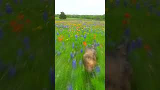 Timeline cleanse featuring this puppy running through a Bluebonnet field in Texas puppy bluebonnet [upl. by Sedda]