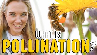 What is pollination  Plants for kids  Beekeeping with Maddie [upl. by Bathilda965]