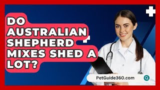 Do Australian Shepherd Mixes Shed a Lot  PetGuide360com [upl. by Arianna]