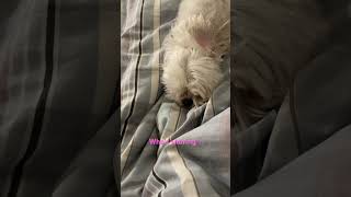 Snoring dog Thoy [upl. by Lepp]