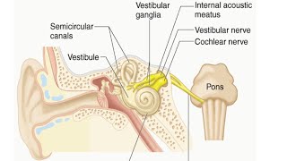 Vestibulocochlear Nerve by Dr Gireesh Kumar KP [upl. by Balduin]