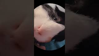 Dancing guinea pig cute funny guineadad pet [upl. by Nimsay]