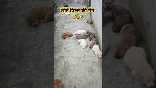 Dog ke pille ki awaaz💯❤️Chhota Rajpal puppy dog pets doglover puppyvideos puppypic cutepuppy [upl. by Marna]