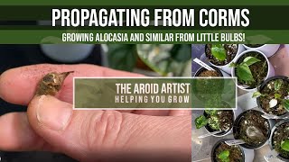 ALOCASIA PROPAGATION Grow alocasia from corms [upl. by Wallace]