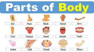 Body Parts English Vocabulary  Basic English Course [upl. by Nhguavaj]