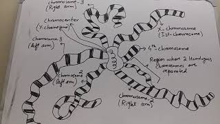 GIANT CHROMOSOMES [upl. by Acisey]