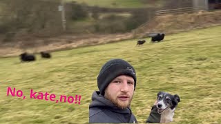 Crazy sheepdog Losses control while Herding sheep [upl. by Doner]