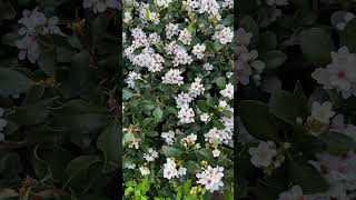 Indian hawthorn Rhaphiolepis indica in full bloom 1092024 [upl. by Ferree534]