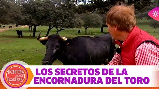 Toros para todos ¿Sabes cuál es la encornadura ideal para el toreo de hoy [upl. by Vlad]