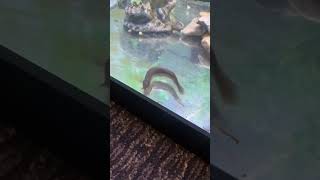 Water glizzy eating bloodworms aquarium fish dojoloach [upl. by Guria]